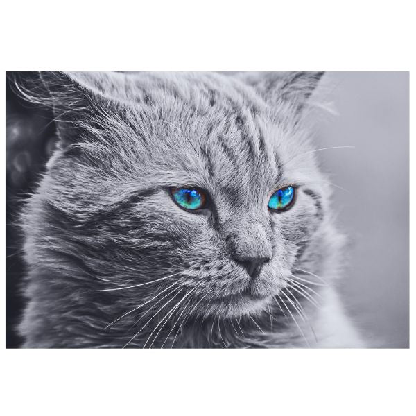 Grey Cat - Paint By Numbers Kit