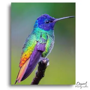 Hummingbird Nature Delight - Paint By Numbers Kit