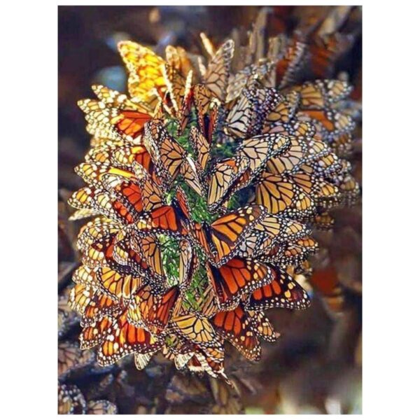 Colored Butterflies - Paint By Numbers Kit - Image 2